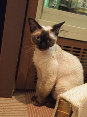 じー
