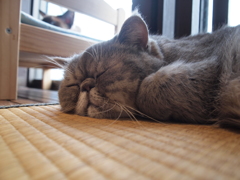 すぴー