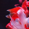 揺2