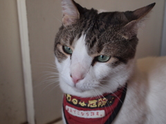 きりっ