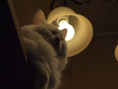 光と猫