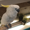 ぴょこん