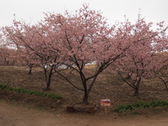 咲