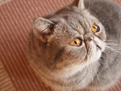 猫カフェ　オレンジ