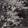 伸