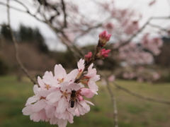 集