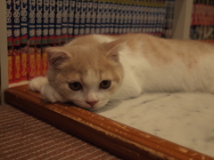 しょぼん