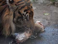 食