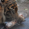 食