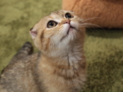 じー