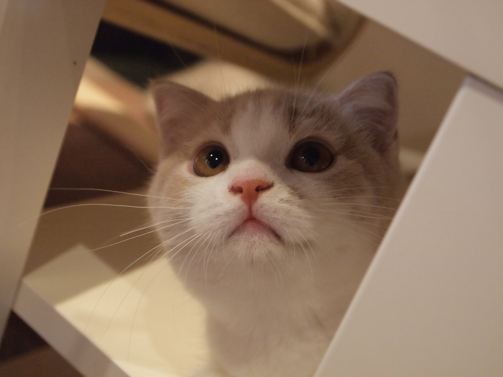 じー