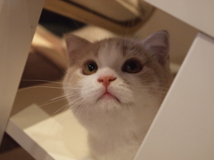 じー