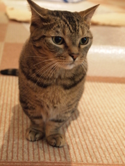 ちょこん