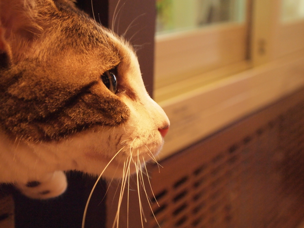 猫カフェ　じー