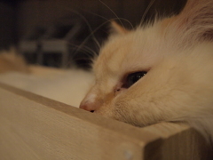 瞳