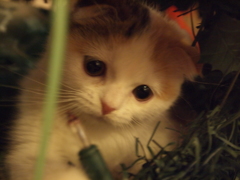 しょぼん