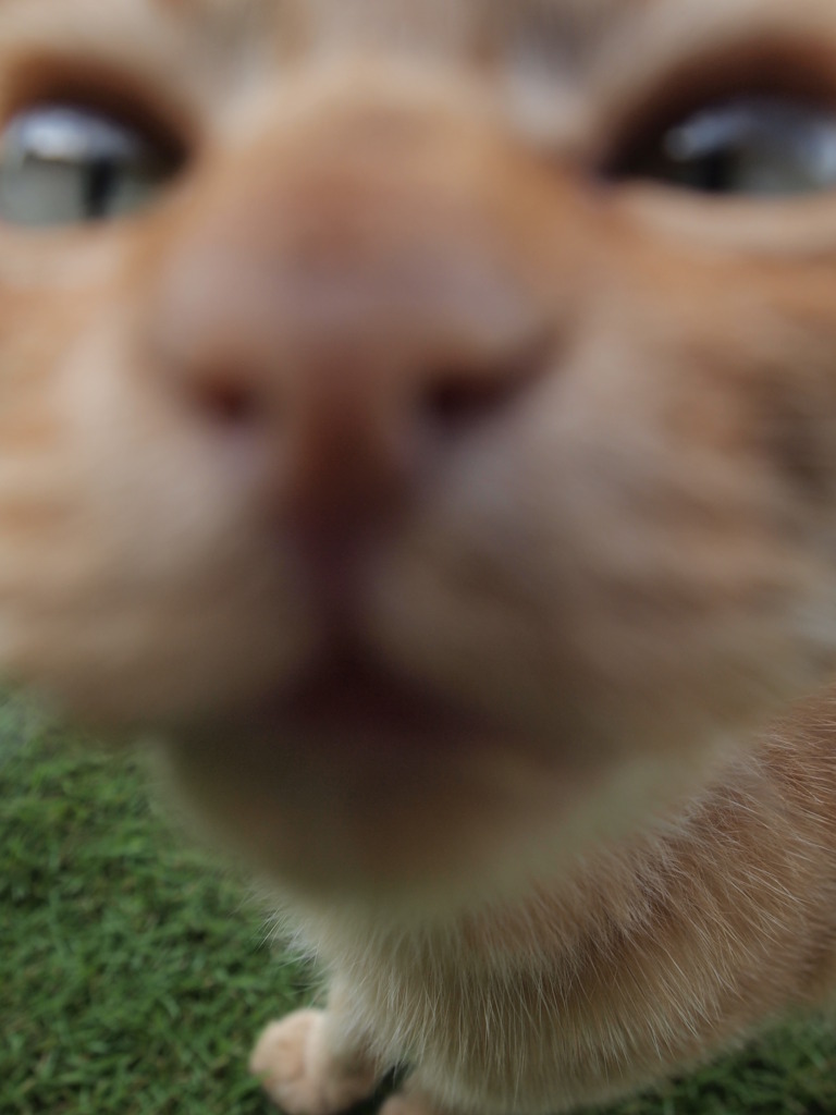 どーん