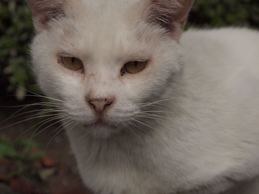 千葉ポートパーク　猫④