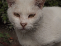 千葉ポートパーク　猫④