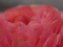 芯