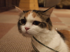 垂れ猫