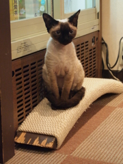 ちょこん