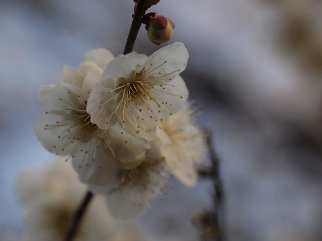 芯
