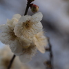 芯