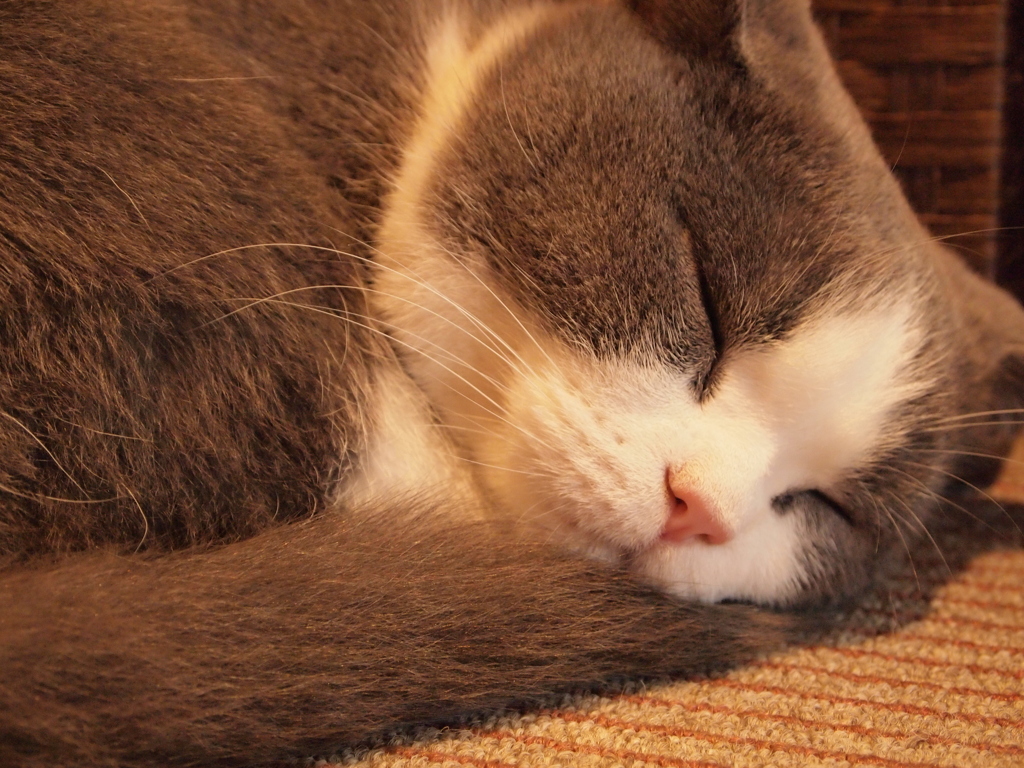 猫カフェ　寝