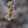 集