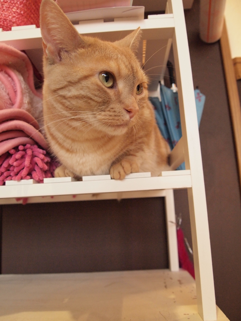 猫カフェ　狭