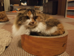 もこもこ