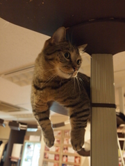だらり