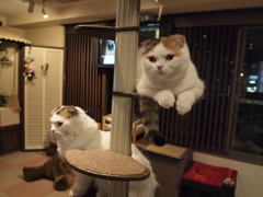 子猫タワー