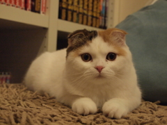 ポーズ