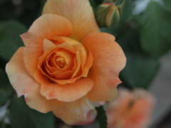 花名不明