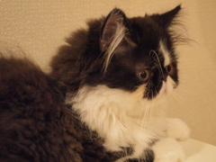 平
