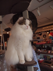 もこもこ