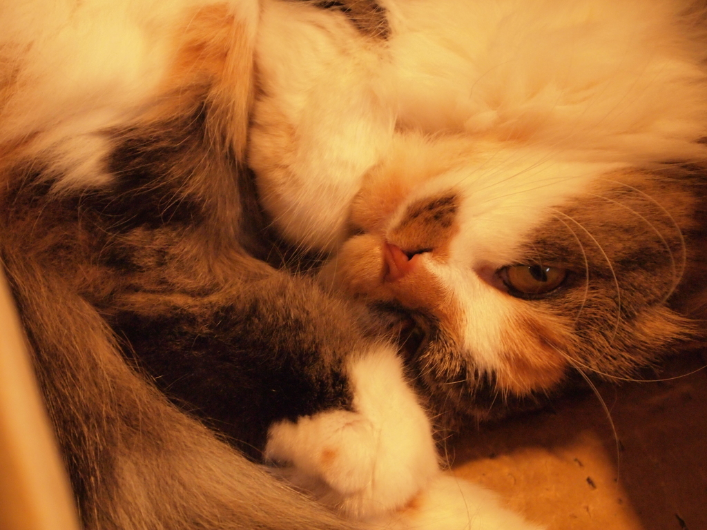 猫カフェ　ジロッ