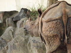 つれない相手