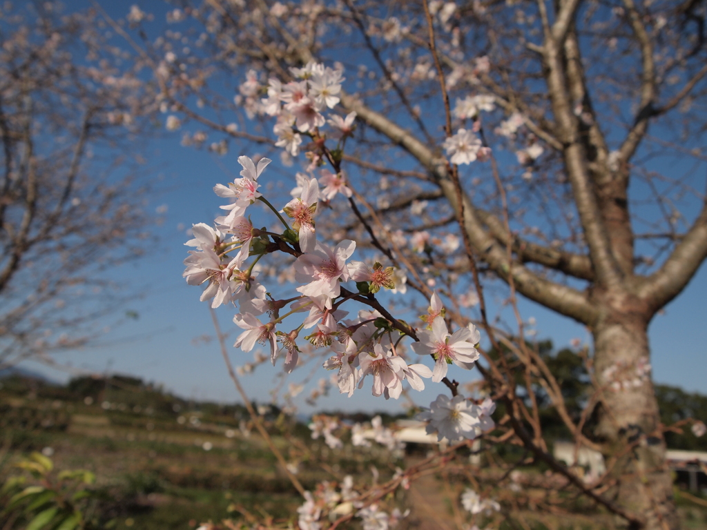 十月桜