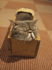 ジャストサイズ