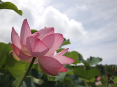 咲