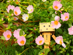 お花の海