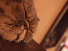 猫カフェ　愛嬌