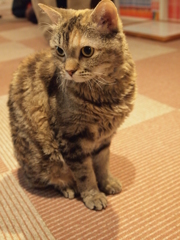 じー