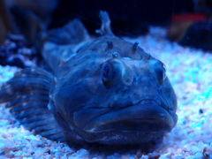 ずん