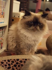 疑