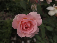 花名不明