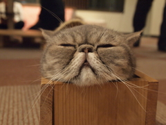 癒